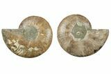 5.1" Cut & Polished, Agatized Ammonite Fossil - Madagascar - #200023-1